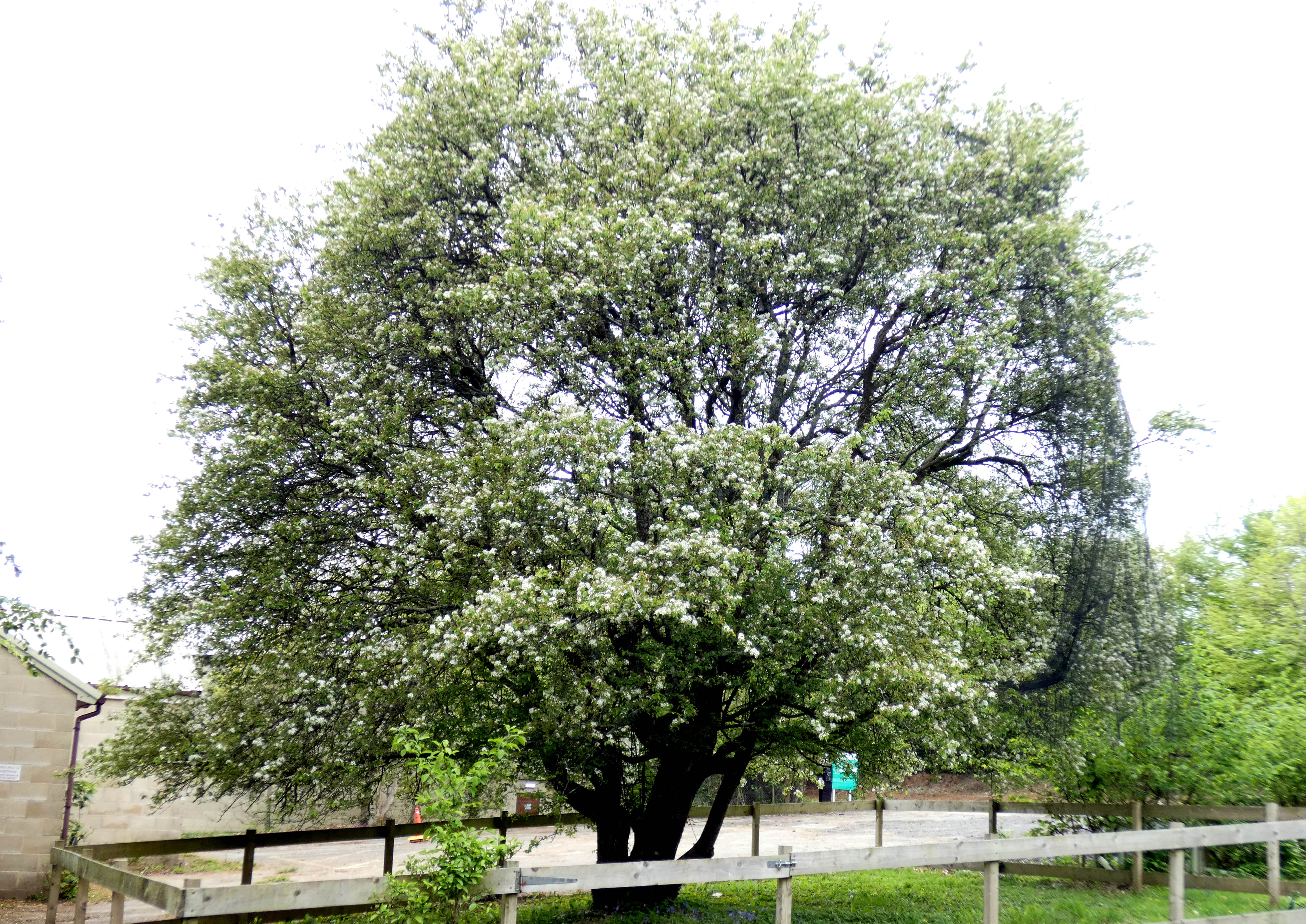 Image of Plymouth Pear on the Derriford site